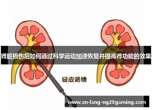肾脏损伤后如何通过科学运动加速恢复并提高肾功能的效果